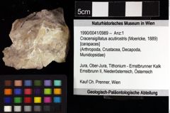 Foto (Objket + Etiketten) von Cracensigillatus acutirostris (Moericke, 1889) 